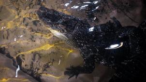<p>Eine der drei Alligator-Damen</p>