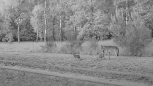 <p>Die Fotoaufnahme zeigt einen Teil der Wolfsfamilie.</p>