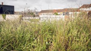 <p>Dem Unkraut mit Lösungen auf Basis ätherischer Öle zu Leibe rücken – das könnte bald Wirklichkeit werden.</p>
