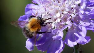 <p>Bestäuberpopulationen (Bild: Hummel) und ihre Vielfalt gehen auch in Belgien zurück.</p>