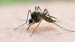 <p>Malaria kann von Mücken wie dieser übertragen werden. Das geschieht in seltenen Fällen auch in unypischen Ländern.</p>