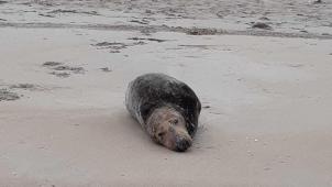 <p>Ist wieder frei: die Robbe Sam.</p>