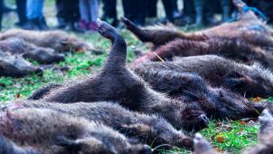 <p>Die Schließung des Horeca-Sektors macht den Jägern mitten in der Jagdsaison zu schaffen. Die Vermarktung des erlegten Wildes läuft nur schleppend.</p>