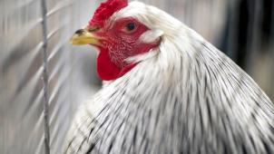 <p>Ab morgen gelten strengere Regeln für die Halter von Geflügel..</p>