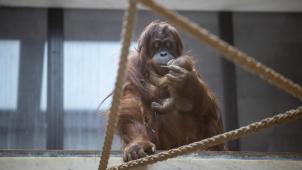 <p>Diese Aufnahme zeigt die 17 Jahre alte Mutter Sari und mit ihrem Sohn Mathaï, der im letzten Jahr im Tierpark Pairi Daiza geboren wurde. Einen Schnappschuss des neuen Nachwuchses wurde bis dato noch nicht veröffentlicht – wohl aber ein Video.</p>