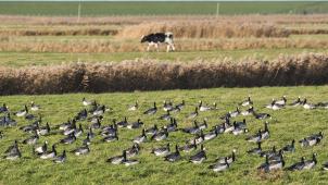 <p>Die Geflügelpest ist eine für Hühner, Puten und andere Vögel (hier Weißwangengänse) hochansteckende Tierseuche.</p>