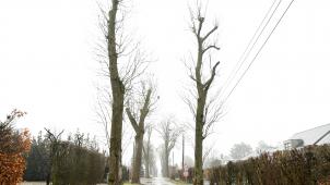 <p>Blick auf die Hochstraße: Zahlreiche Bäume weisen laut einem Gutachten einen „bedenklichen Gesundheitszustand“ auf und werden gefällt. Ersatzpflanzungen werden jedoch vorgesehen.</p>