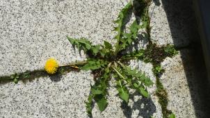 <p>Mit dem Frühling erwacht auch eine Menge Unkraut aus dem Winterschlaf.</p>