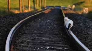 <p>Aktuelle Zahlen zeigen, dass Tiere in den letzten Jahren vermehrt zu Kollisionen, Notbremsungen oder Streckenunterbrüchen geführt haben.</p>