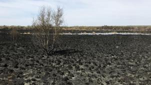 <p>Spuren des Großbrandes in dem Militärgebiet Ende April</p>
