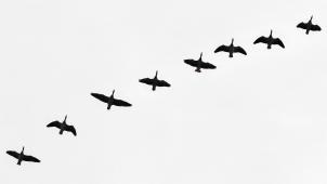 <p>VÖGEL 211469649</p>