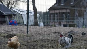 <p>Anfang des Jahres war die Vogelgrippe in einem Betrieb im flämischen Lebbeke (Foto) entdeckt worden.</p>