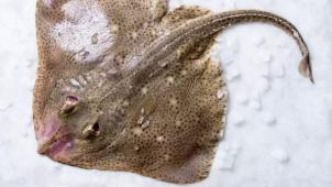 <p>Am Dienstag hat die flämische Behörde VLAM den Rochen zum „Fisch des Jahres 2021“ gewählt.</p>