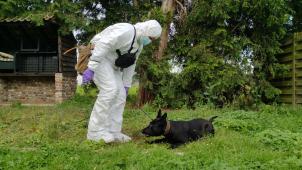 <p>Die Hündin Zennah wird mit ihrem Riecher künftig die Beamten der föderalen Polizei bei Ermittlungen zu Sittendelikten unterstützen.</p>