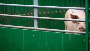 <p>belgaimage-143794535-full</p>