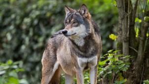 <p>Der Wolf hat zuletzt Schlagzeilen gemacht.</p>