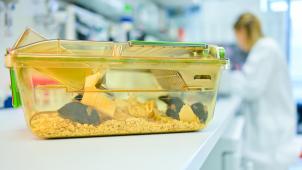 <p>In Belgien werden Tierversuche in erster Linie in der Grundlagenforschung sowie der Medizin und Tiermedizin durchgeführt.</p>