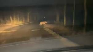 <p>Das von der Vereinigung „Welkom Wolf“ veröffentlichte Foto zeigt ein der beiden Wölfe, die zuletzt in der Provinz Antwerpen entdeckt worden sind.</p>