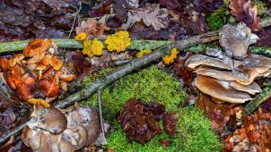 <p>Bodenpilze haben einen positiven Einfluss auf die Pflanzen.</p>
