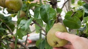 <p>In Belgien ist laut einem Report 87 % der Birnen mit Pestiziden der gefährlichsten Kategorie belastet.</p>