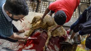 <p>Das Schächten ist ein rituelles Schlachten von Tieren. Der Begriff kommt vor allem im Islam und im Judentum vor.</p>