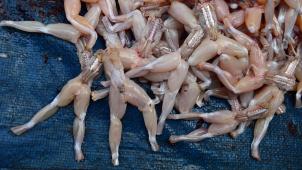 <p>Frösche gelten vor allem in den Küchen Frankreichs und Belgiens als Delikatesse.</p>