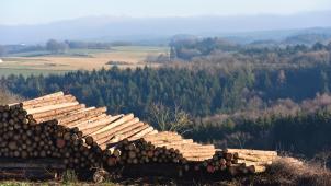 <p>Die wallonischen Wälder stellen auch wirtschaftlich einen großen Reichtum dar.</p>