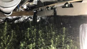 <p>Auf dem Bild ist zu sehen, wie professionell die Cannabisplantage angelegt war.</p>