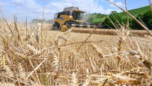 <p>Die Getreideernte hat bereits begonnen - früher als üblich.</p>