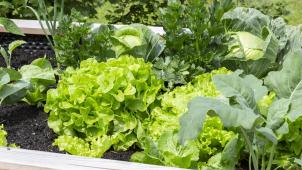 <p>Gemüse im Hochbeet: Nur 17 Prozent des verzehrten Frischgemüses in der Wallonie werden in der Region erzeugt.</p>