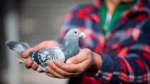 <p>Eine Brieftaube ist ein Vogel mit einem Gewicht von zirka 300 bis 500 Gramm und einer Flügelspannweite von etwa 70 Zentimetern.</p>