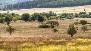 <p>Wird das Hohe Venn ein Nationalpark in der Wallonie? Die Entscheidung darüber soll im Dezember fallen.</p>
