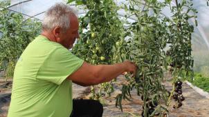 <p>„Eine andere Farbe, ein toller Geschmack“: Intego-Gärtner Hubert Wertz ist begeistert von den dunklen Tomaten, die man in diesem Jahr erstmals in einem Gewächstunnel angebaut hat.</p>