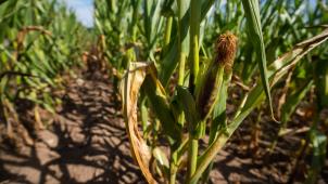 <p>Die Sonne scheint auf ein Maisfeld. Die anhaltende Trockenheit ist ein Problem für die Landwirtschaft.</p>