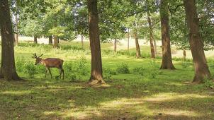 <p>Der Forestia-Abenteuerpark verfügt über elf Parcours in den Bäumen mit mehr als 130 Hindernissen.</p>