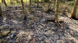 <p>Verbrannte Erde auf einer Fläche von 2.500 Quadratmetern hat am Wochenende ein Brand unweit der Eupener Talsperre hinterlassen. Zum Glück konnte das Feuer bis zum Anrücken der Einsatzkräfte nicht auf größere Bäume übergreifen.</p>