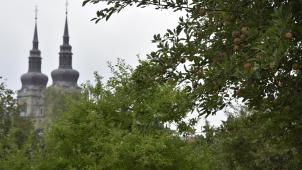 <p>Das Pflücken der reifen Äpfel – wie hier im Josephine-Koch-Park – ist jedem Bürger gestattet. Dabei sollte darauf geachtet werden, die Obstbäume nicht zu beschädigen.</p>