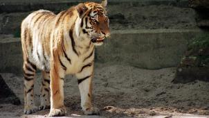 <p>Tiger im Zoo von Antwerpen: Er muss über mindestens 550 Quadratmeter verfügen.</p>
