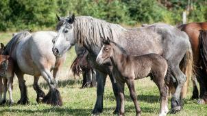 <p>Bei 605,73 Euro liegen im Durchschnitt die monatlichen Kosten für ein Pferd. Der Preis schwankt jedoch sehr stark von Tier zu Tier.</p>