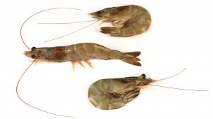 <p>Nordseegarnelen</p>