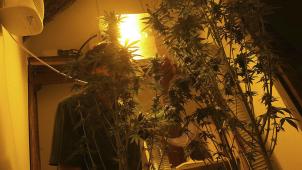 <p>Die Cannabisplantage funktionierte 21 Monate lang.</p>