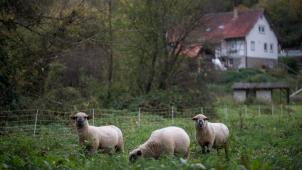 <p>Mehrere Schafe wurden in den letzten Tagen bei Wolfsrissen in und nahe Kalterherberg getötet oder verletzt.</p>