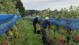 <p>Am Wochende ist die Weinlese zu Ende gegangen.</p>