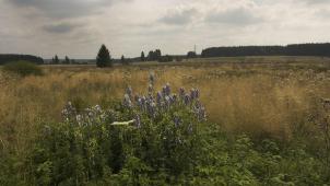 <p>Teile des Hohen Venns werden eventuell zum Nationalpark.</p>