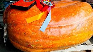 <p>Der schönste Kürbis Europas kommt vom Krewelshof Eifel in Mechernichund besticht durch seine tief orange Farbe und symmetrische Form.</p>