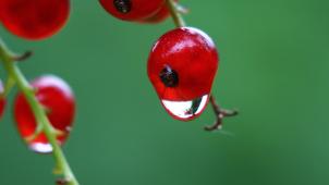 <p>Rote Johannisbeere</p>