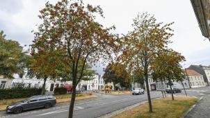 <p>Verbrannte Blätter an Bäumen waren im Sommer 2022, hier an der Bergkapellstraße, häufig zu beobachten.</p>