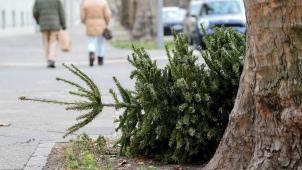<p>Im DG-Norden werden in den kommenden Tagen die ausrangierten Weihnachtsbäume abgeholt: Den Anfang macht am Donnerstag Lontzen.</p>
