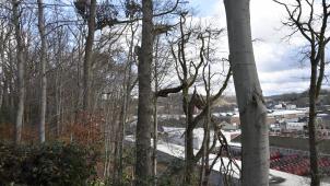 <p>In Nachbarschaft des Unterstädter Kabelwerks erstreckt sich das Waisenbüschchen, dessen Baumbestand alt ist und nun verjüngt werden soll.</p>