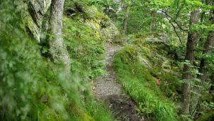<p>Eine Auszeit im Nationalpark Eifel reizt weiterhin viele Wanderer.</p>